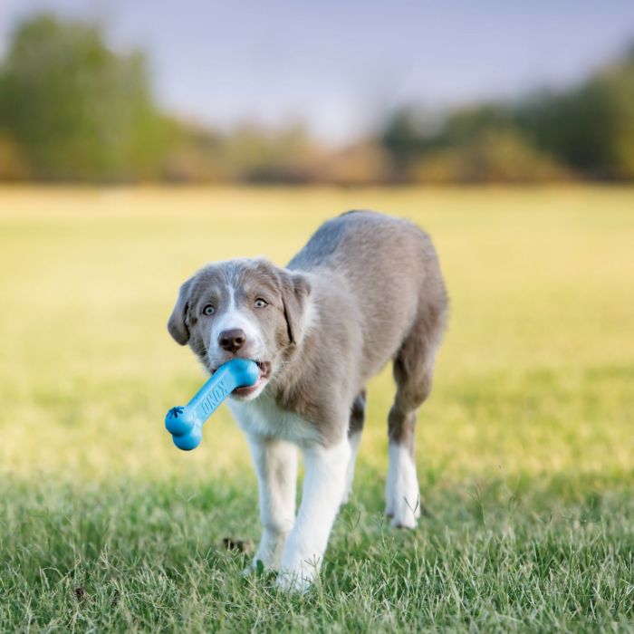 KONG PUPPY GOODIE BONE - SMALL