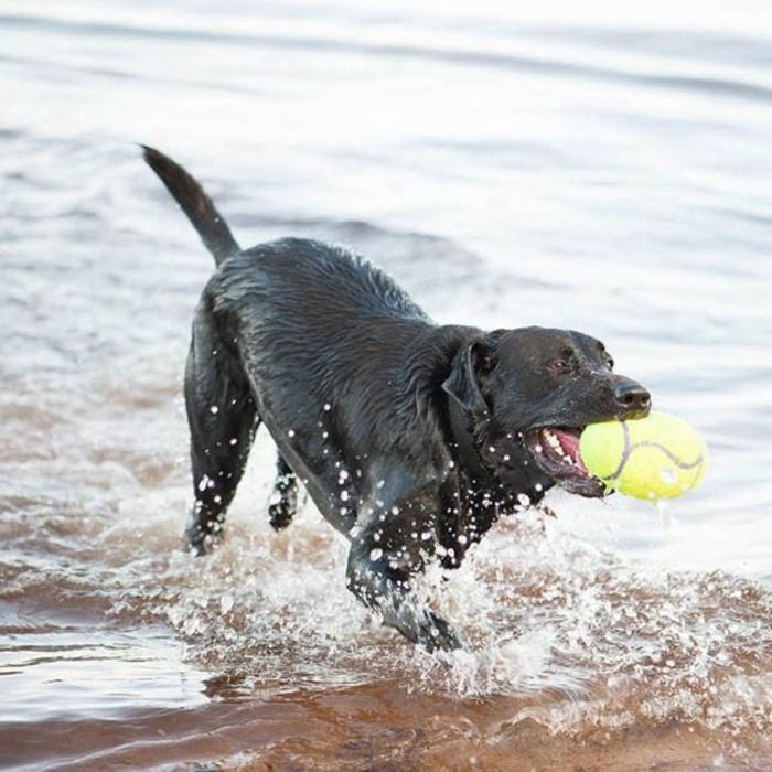 KONG AIRDOG SQUEAKER JALGPALL